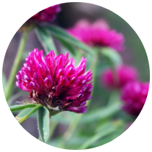 Biochanin A red clover