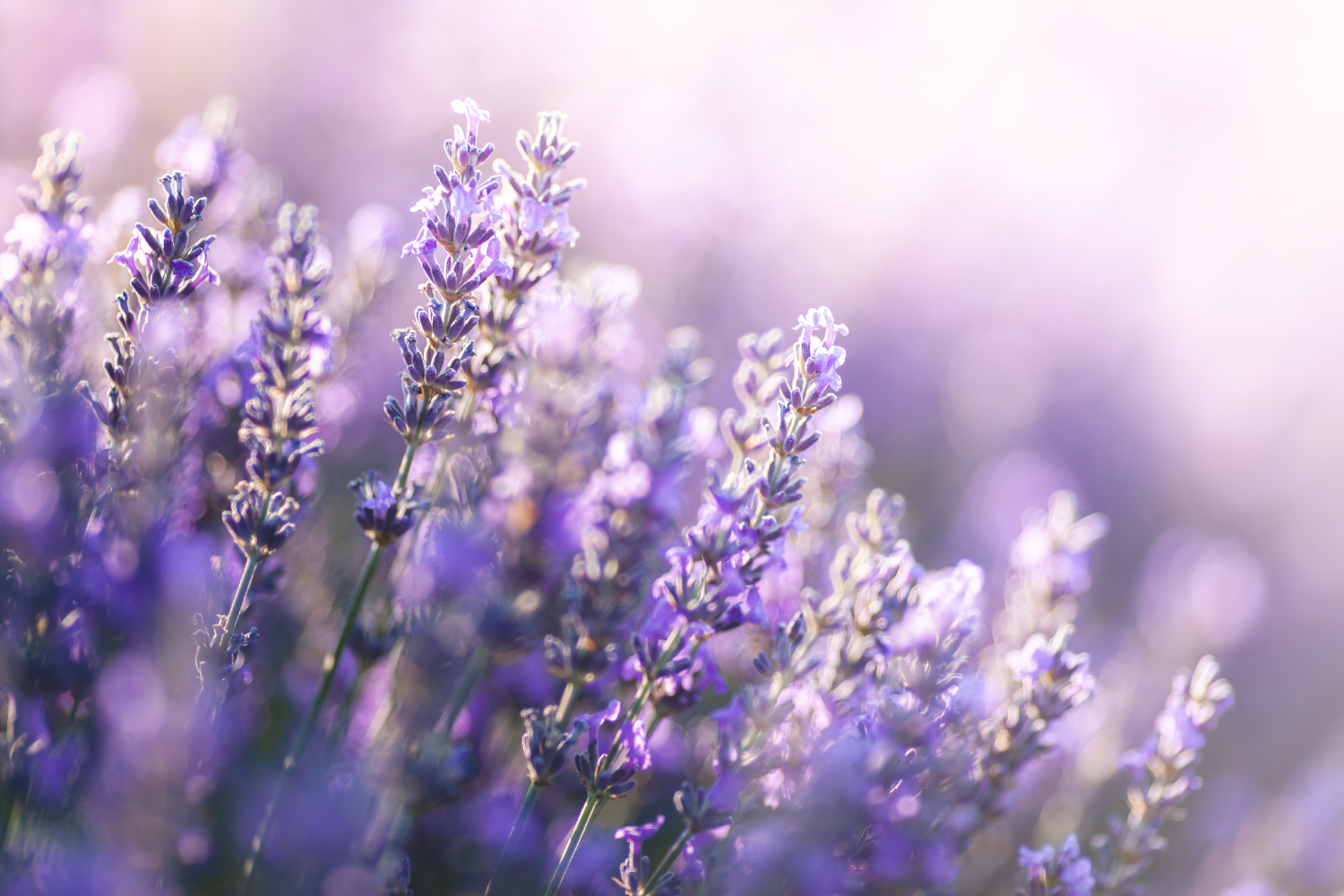 lavender oil for hair